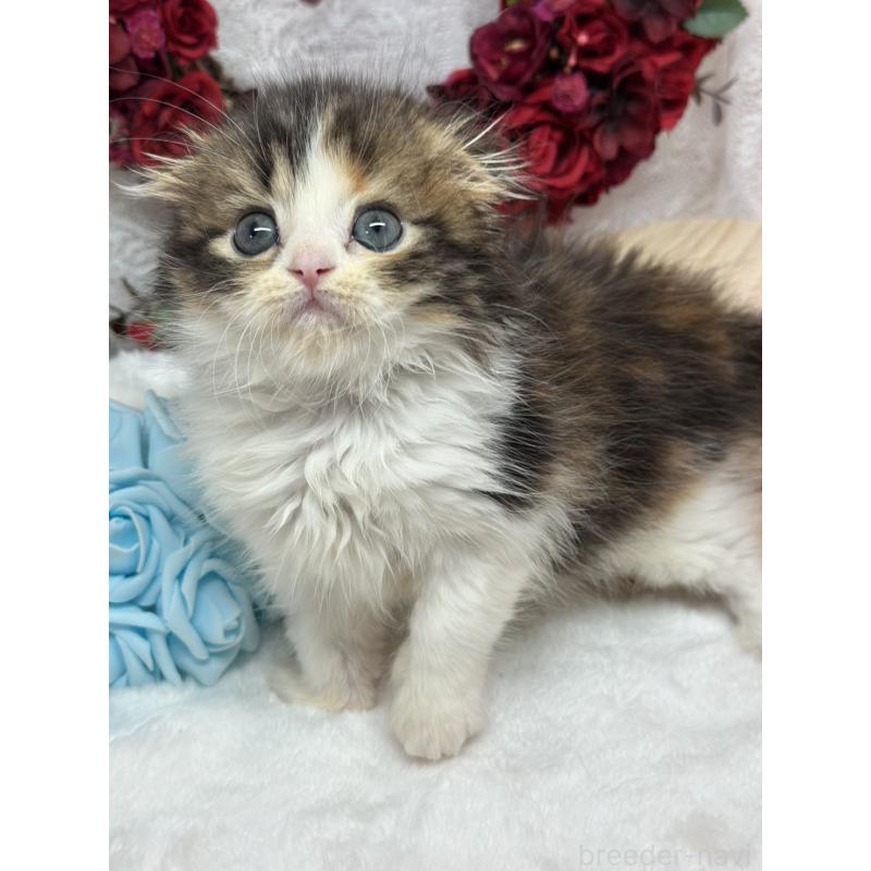 販売中の長野県のスコティッシュフォールド(折れ耳)-136142の6枚目