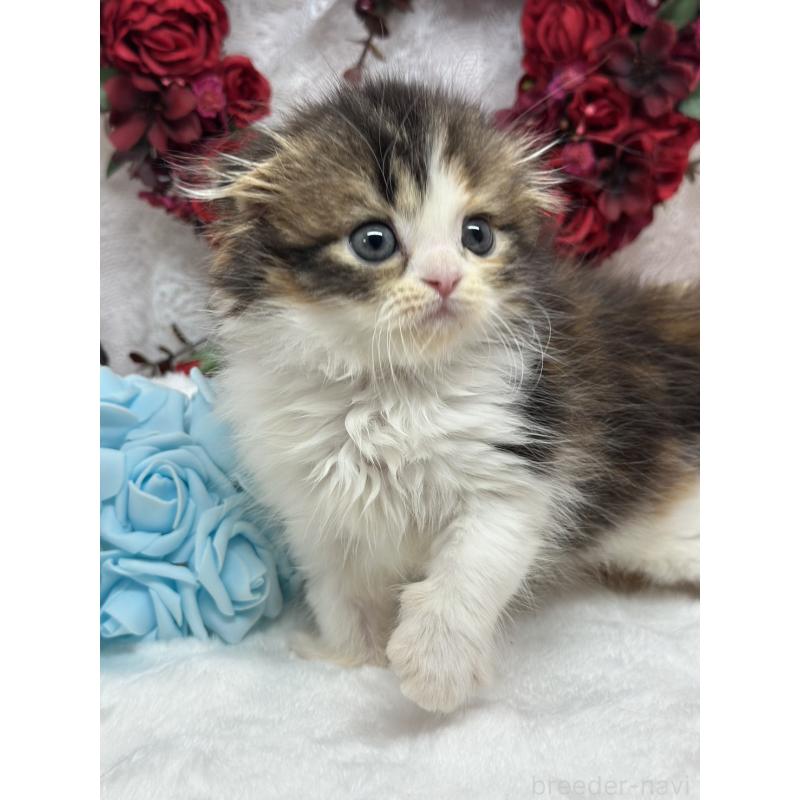 販売中の長野県のスコティッシュフォールド(折れ耳)-136142の5枚目