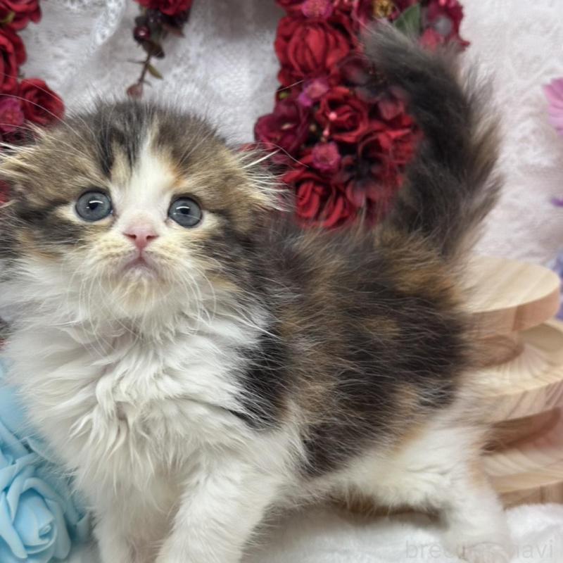 販売中の長野県のスコティッシュフォールド(折れ耳)-136142の1枚目