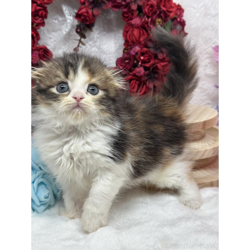 販売中の長野県のスコティッシュフォールド(折れ耳)-136142の2枚目