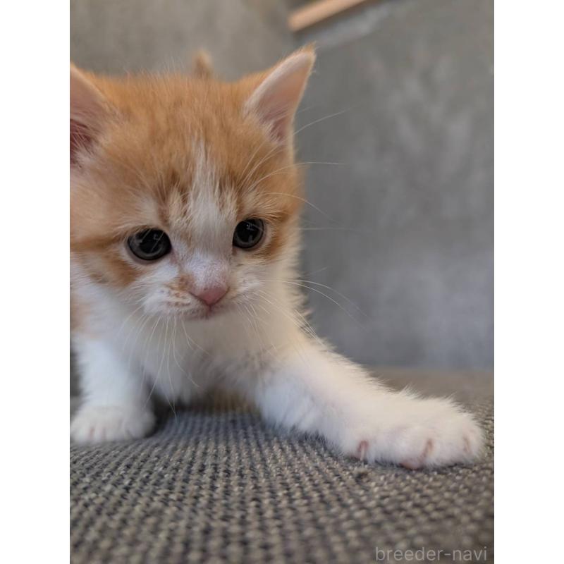 販売中の兵庫県のマンチカン-136144の20枚目