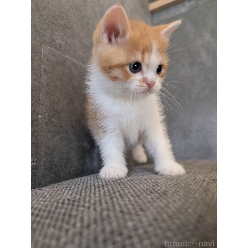 販売中の兵庫県のマンチカン-136144の19枚目