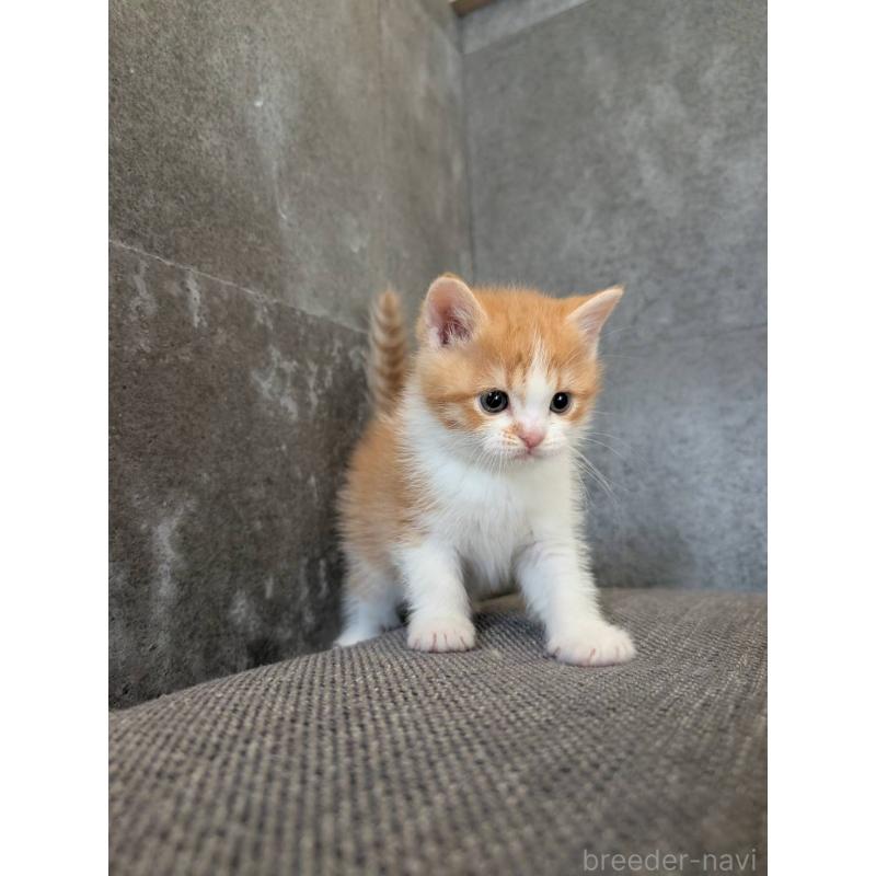 販売中の兵庫県のマンチカン-136144の18枚目