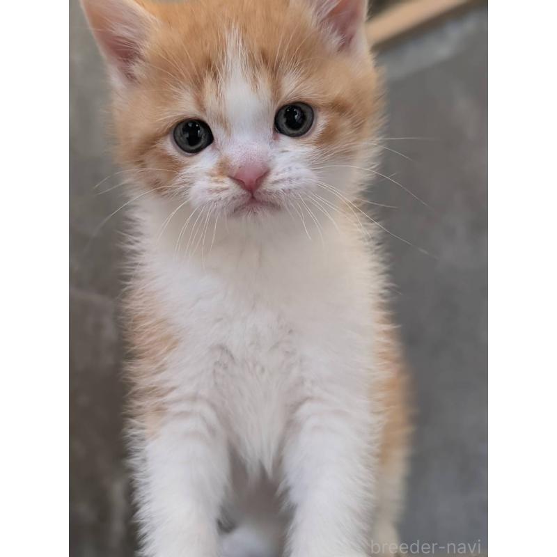 販売中の兵庫県のマンチカン-136144の17枚目