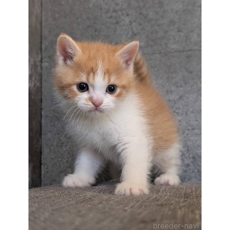 販売中の兵庫県のマンチカン-136144の16枚目