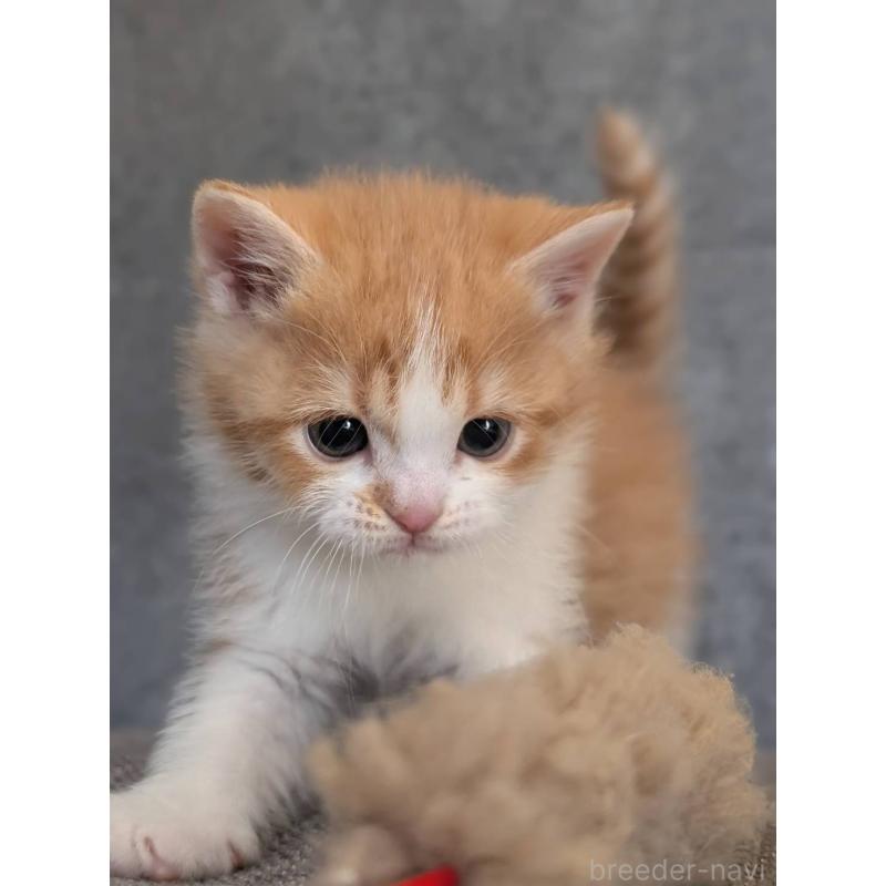 販売中の兵庫県のマンチカン-136144の15枚目