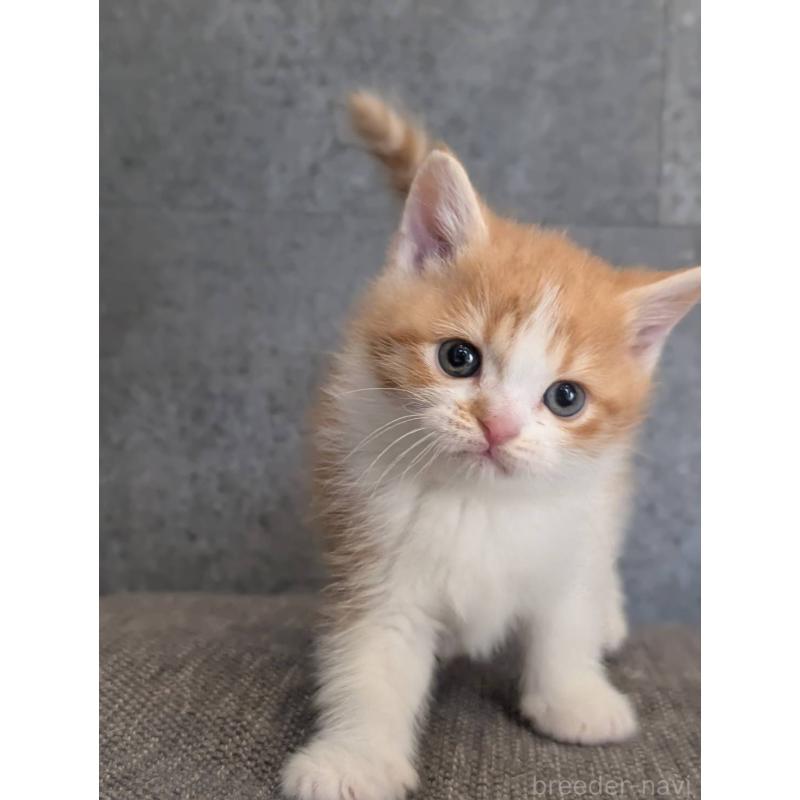 販売中の兵庫県のマンチカン-136144の14枚目