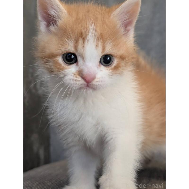 販売中の兵庫県のマンチカン-136144の13枚目