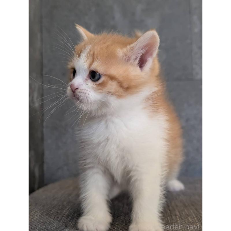 販売中の兵庫県のマンチカン-136144の12枚目