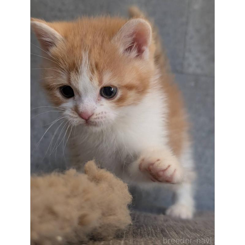 販売中の兵庫県のマンチカン-136144の10枚目