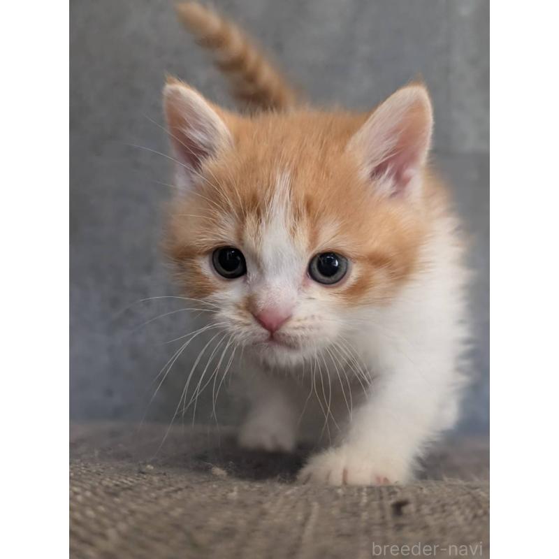 販売中の兵庫県のマンチカン-136144の9枚目