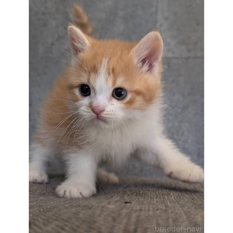 販売中の兵庫県のマンチカン-136144の7枚目