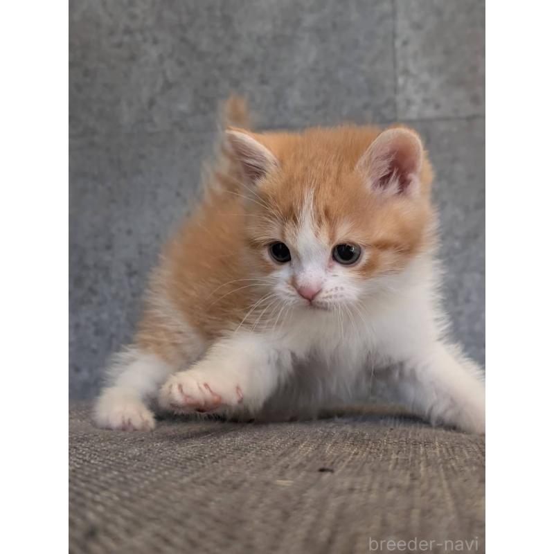 販売中の兵庫県のマンチカン-136144の6枚目