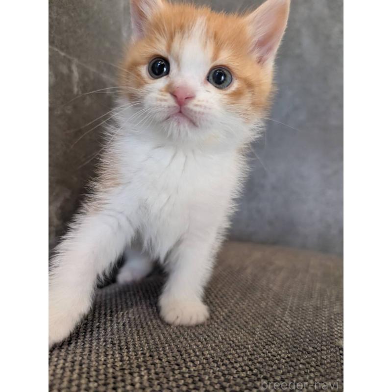 販売中の兵庫県のマンチカン-136144の5枚目