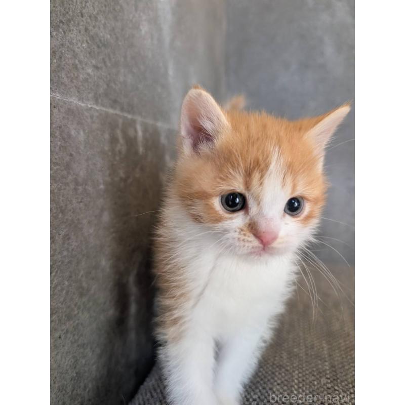 販売中の兵庫県のマンチカン-136144の4枚目