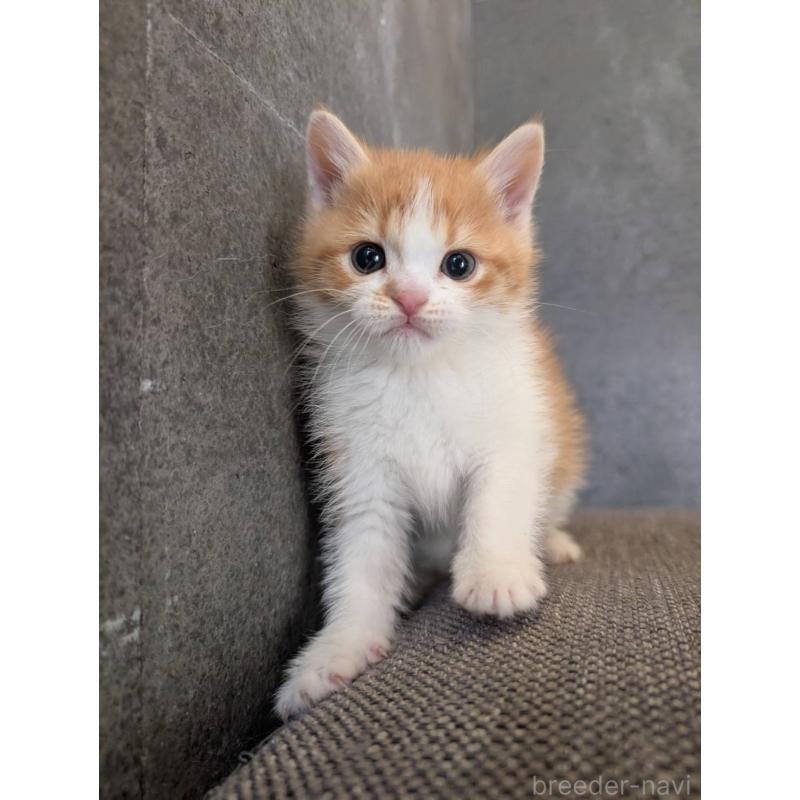 販売中の兵庫県のマンチカン-136144の3枚目