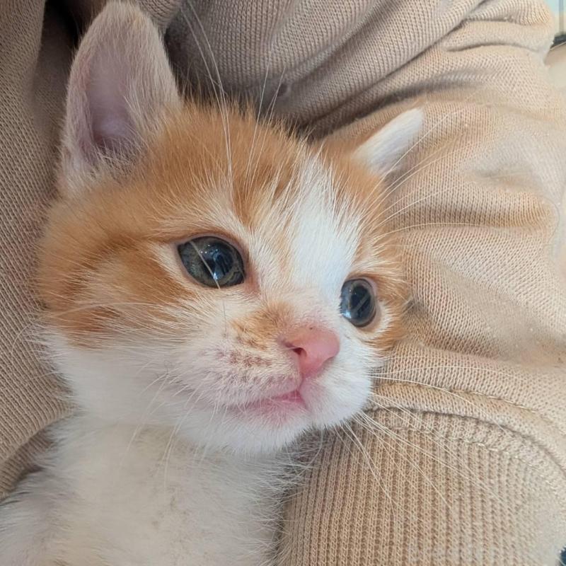 販売中の兵庫県のマンチカン-136144の1枚目