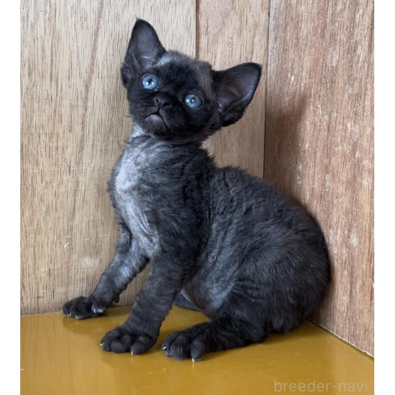 販売中の愛知県のデボンレックス-136146の11枚目