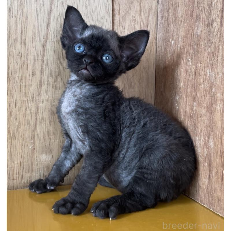 販売中の愛知県のデボンレックス-136146の10枚目