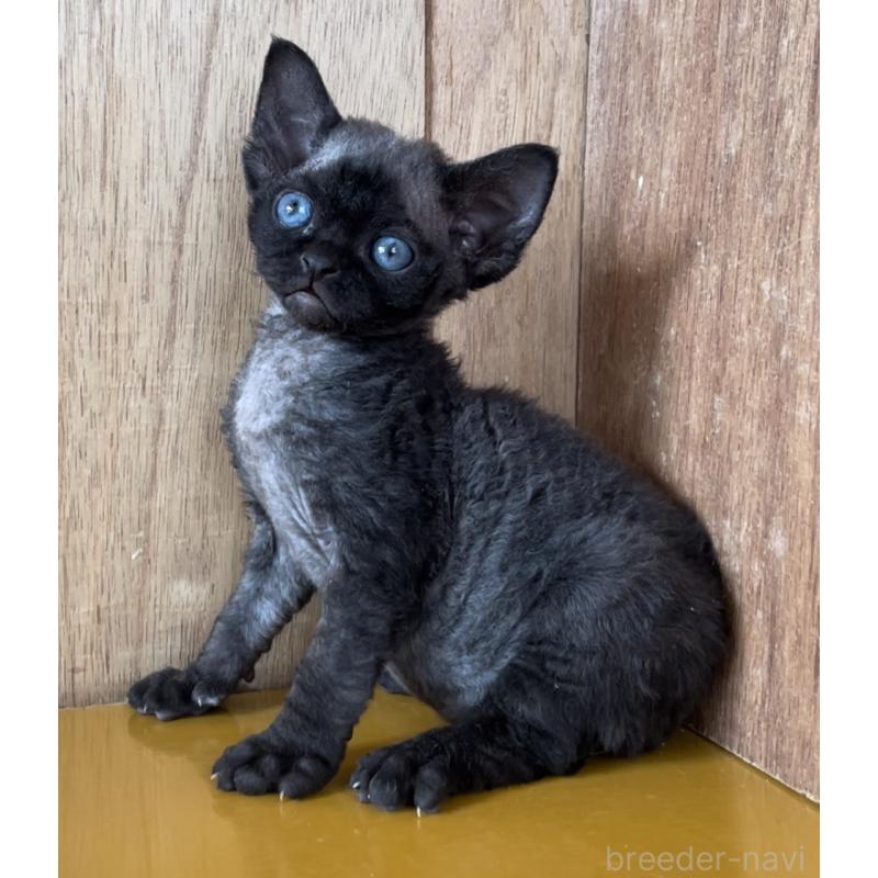 販売中の愛知県のデボンレックス-136146の9枚目