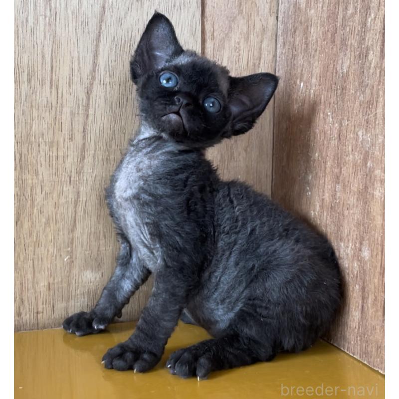 販売中の愛知県のデボンレックス-136146の8枚目