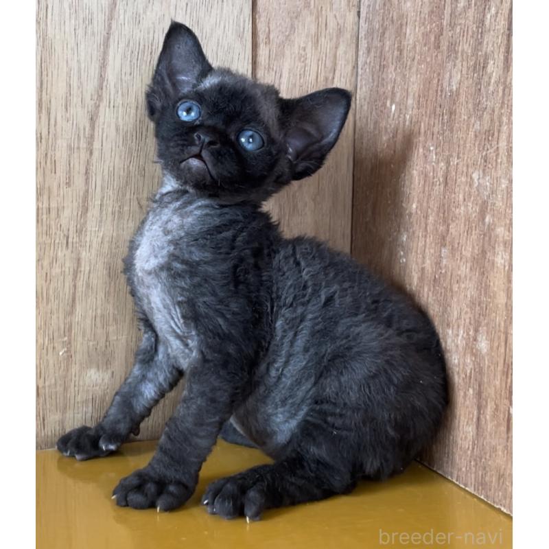 販売中の愛知県のデボンレックス-136146の6枚目