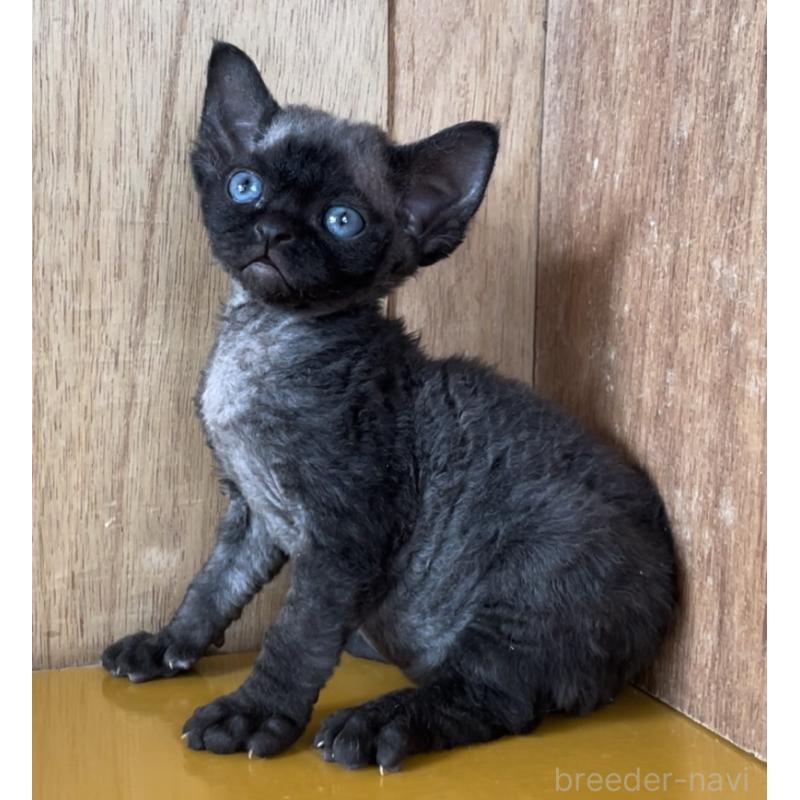 販売中の愛知県のデボンレックス-136146の5枚目