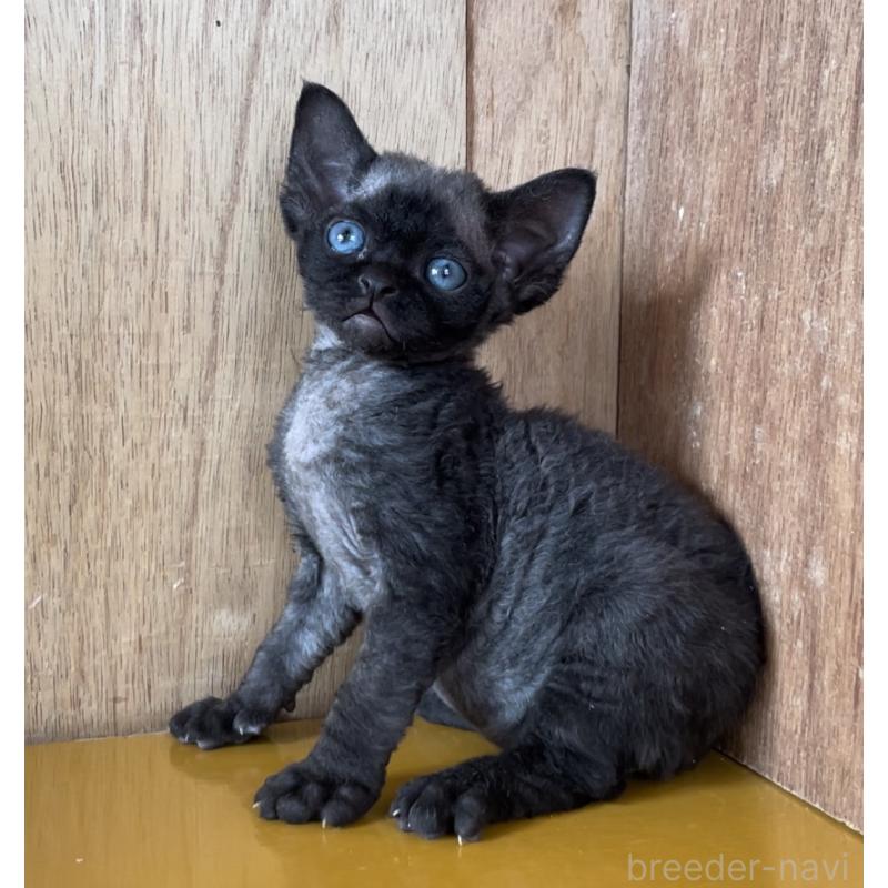 販売中の愛知県のデボンレックス-136146の4枚目