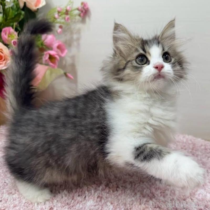 販売中の東京都のラガマフィン-136145の9枚目