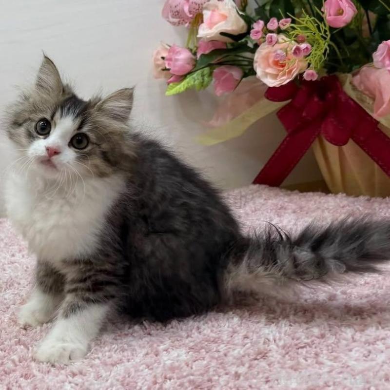 販売中の東京都のラガマフィン-136145の8枚目