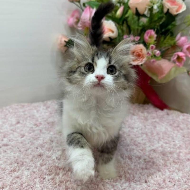 販売中の東京都のラガマフィン-136145の7枚目