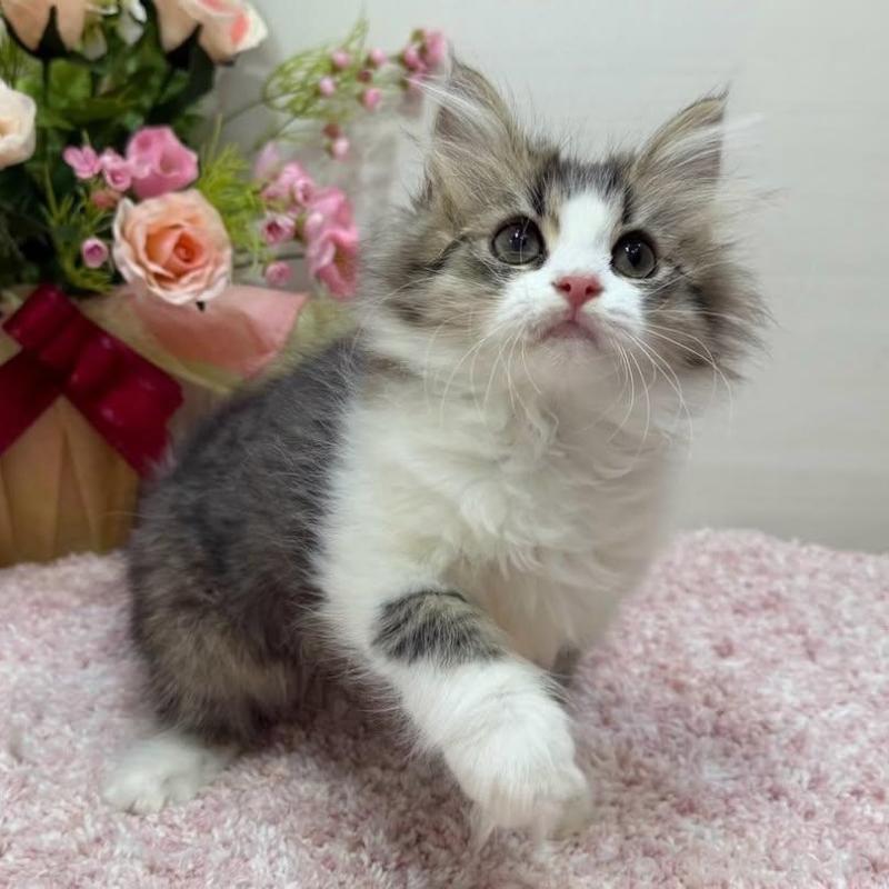 販売中の東京都のラガマフィン-136145の5枚目