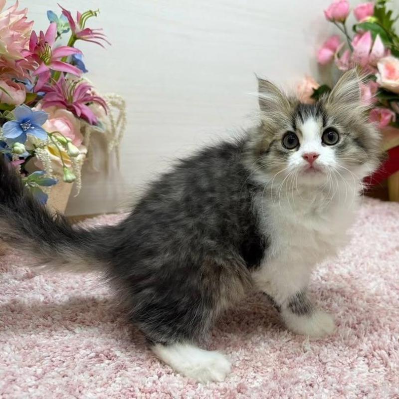 販売中の東京都のラガマフィン-136145の4枚目