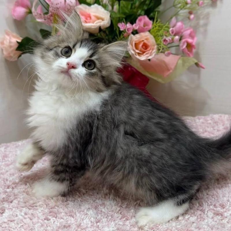 販売中の東京都のラガマフィン-136145の3枚目