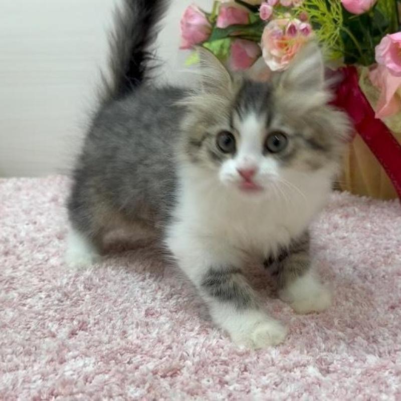 販売中の東京都のラガマフィン-136145の2枚目