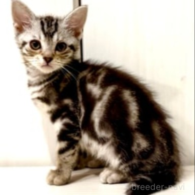 成約済の京都府のマンチカン-136147の1枚目