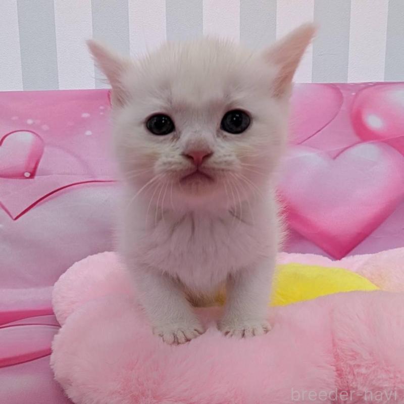 販売中の大阪府のスコティッシュフォールド-136148の1枚目