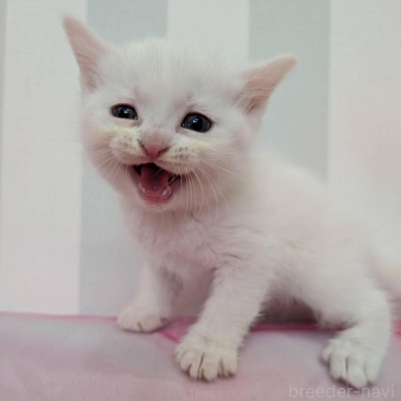 販売中の大阪府のスコティッシュフォールド-136148の3枚目