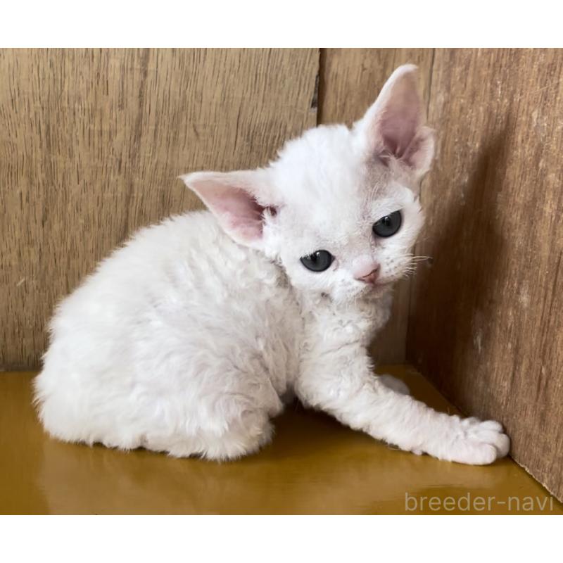 販売中の愛知県のデボンレックス-136150の12枚目