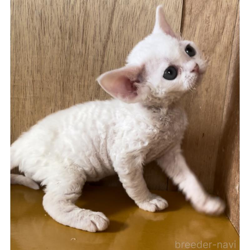 販売中の愛知県のデボンレックス-136150の11枚目