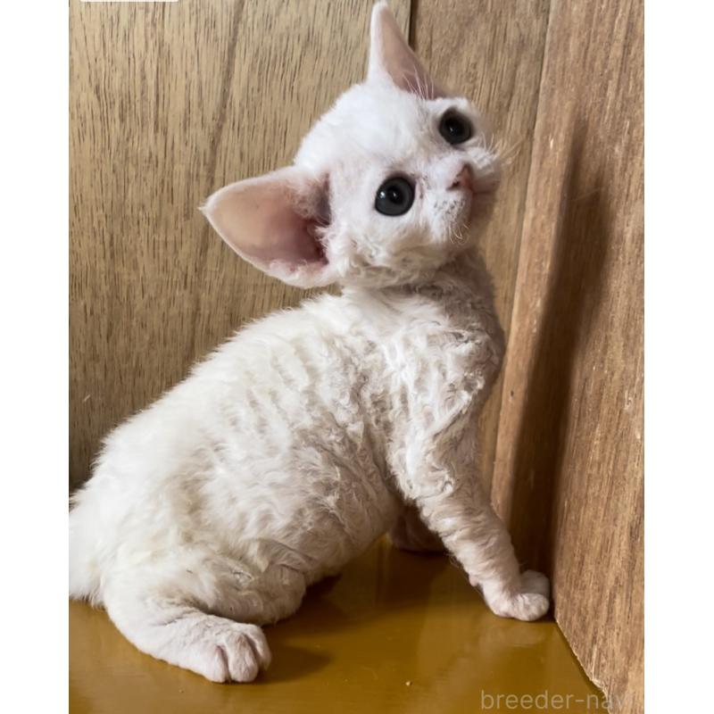 販売中の愛知県のデボンレックス-136150の10枚目