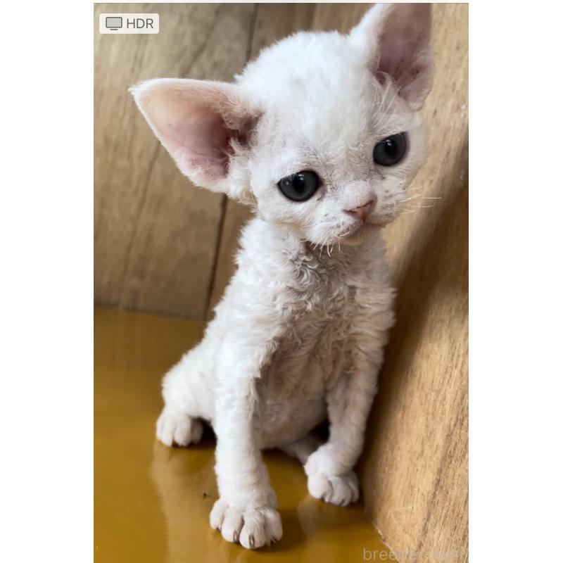 販売中の愛知県のデボンレックス-136150の8枚目