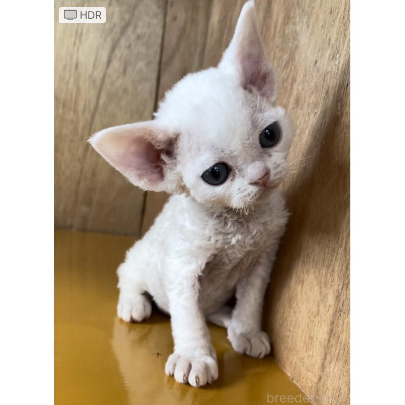 販売中の愛知県のデボンレックス-136150の7枚目