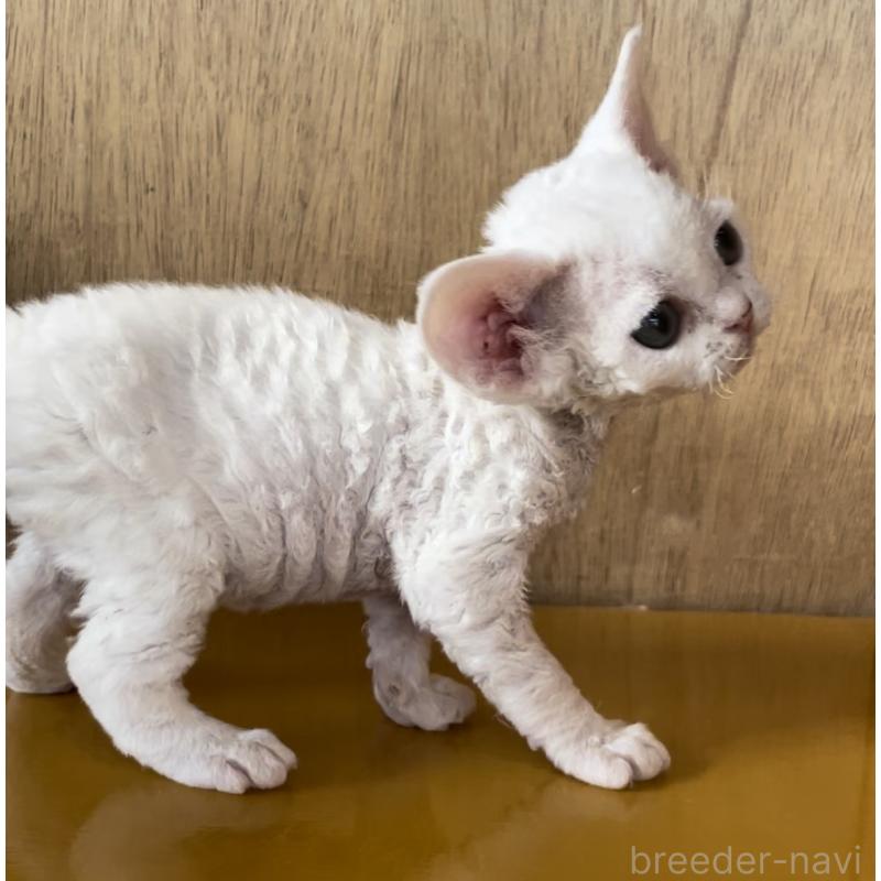 販売中の愛知県のデボンレックス-136150の6枚目