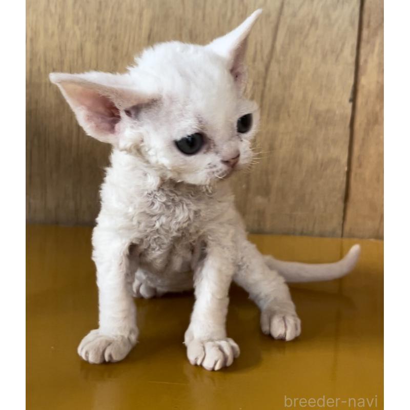 販売中の愛知県のデボンレックス-136150の4枚目