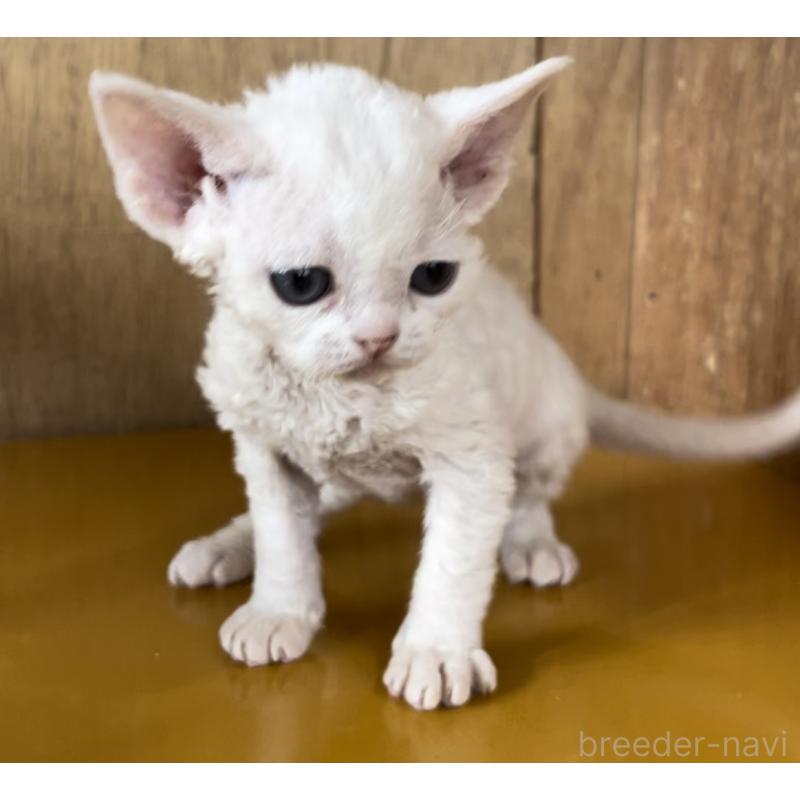 販売中の愛知県のデボンレックス-136150の3枚目