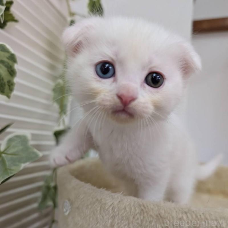 販売中の大阪府のスコティッシュフォールド(折れ耳)-136151