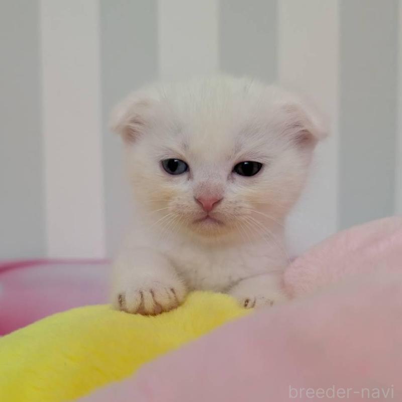 販売中の大阪府のスコティッシュフォールド(折れ耳)-136151の4枚目