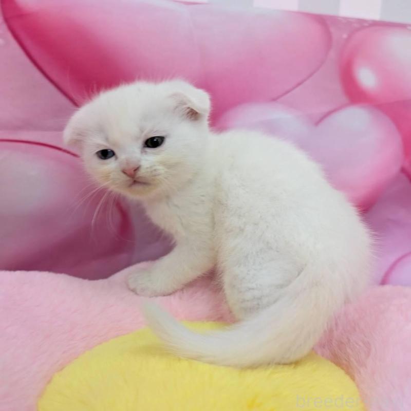 販売中の大阪府のスコティッシュフォールド(折れ耳)-136151の3枚目