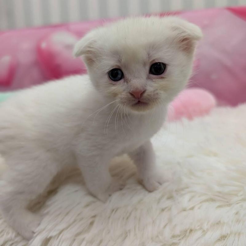 販売中の大阪府のスコティッシュフォールド(折れ耳)-136151の2枚目